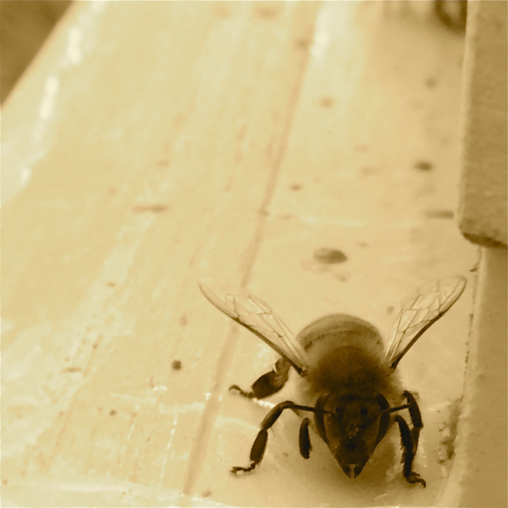 Saving The Bees!
